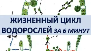 ЖИЗНЕННЫЙ ЦИКЛ ВОДОРОСЛЕЙ ЗА 6 МИНУТ (+ разбор заданий из ЕГЭ)