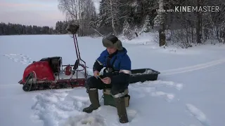 перемет на налима.