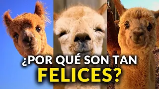 ¿Por qué las llamas son los animales más felices del mundo?