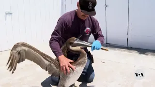 Scores of sick, starving pelicans found along California coast | VOA News