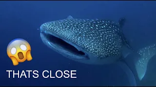 Diving in The Maldives with a Whale Shark