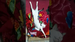 Cat sleeps in weird pose