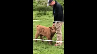 Highland Calf Getting Petted by Man Then Mom Comes to Check up on It