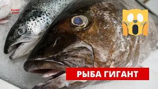 Огромная рыбы./ Рыба гигант./ big fish.