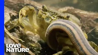 Tiger Leech vs. Crab