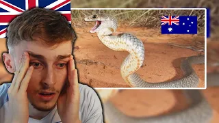 British Guy Reacting to 50 OUTRAGEOUS Wild Animal Moments From AUSTRALIA!