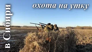 Охота на утку! Весна 2019 год!