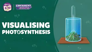 Visualizing Photosynthesis Class 10 | How Photosynthesis Take Place in Plants | #ExperimentShorts