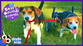 Annoying Little Dog Brother Winds Up Saving The Day | Best Animal Friends | Dodo Kids