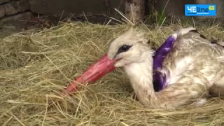 В Менском зоопарке спасают раненых птиц