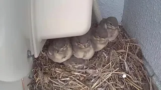 Japanese pied wagtail chicks - Digest version of the growth record