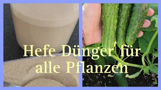 Juni/Dünger aus Hefe selbst machen,ein Mittel für gesunde Pflanzen🌱Hefe-Asche Gemisch als Dünger