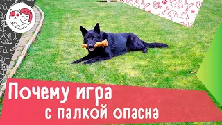 4 причины, почему игра с палкой опасна для собак