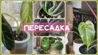 🐝ПЕРЕСАДКА В МИНЕРАЛЬНЫЙ ГРУНТ (алоказии и т. д.)