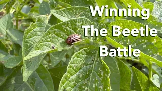 Simple Organic Control of Potato Beetles