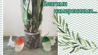 🌸Притащили с Маргошей орхидею с помойки👯Неприятная история-больше так делать не буду🙅