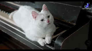 Cats in sounds. Thrilling video.