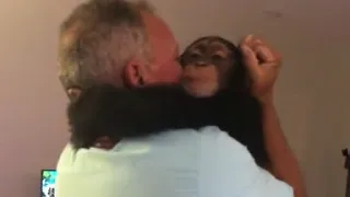Chimp reunites with his human parents - see the pure joy & love!