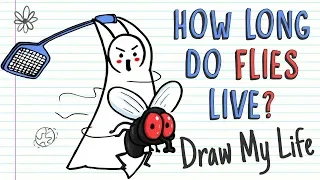 HOW LONG DO FLIES LIVE? | Draw My Life