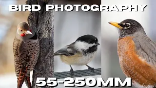 Canon M50 Bird Photography - 55-250mm STM Lens