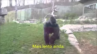 Gorila quebra vidro de proteção em zoológico
