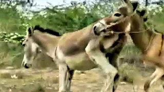 big donkey enjoy in my village hd video #2023 #animal #hdvideo