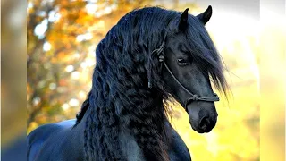 Die 10 teuersten Pferde, die je auf der Welt verkauft wurden!