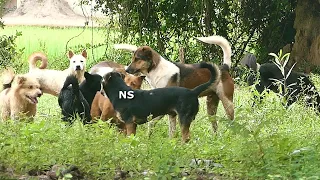 Popular Asian female dog to attract 8 male dogs || # 1124 Nature Show