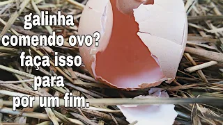 Como fazer a galinha para de comer os ovos