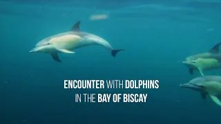 Dolphin Encounter in the Bay of Biscay, France