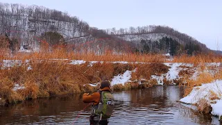 FLY FISHING WISCONSIN | DRIFTLESS REGION TROUT FISHING | Winter wild brown trout (Richland Center)