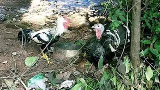 🔥 Rooster vs Turkey 🔥