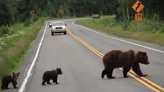 Alaska brown bear mom with cubs crosses road