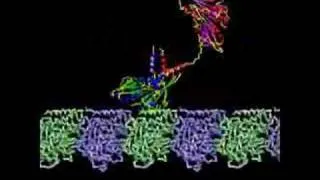 Kinesin Transport Protein