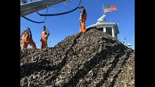 Seed Oysters - Harvest and Plant