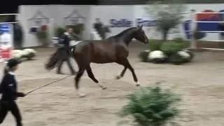 AMANT DE LA MURE ( championnat de France des 2 ans)