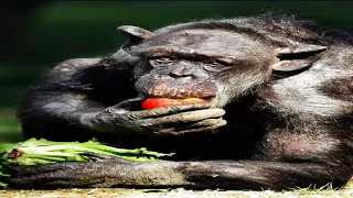 Heartbreaking moment dying chimp recognises her old friend and is overcome with emotion