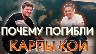 Почему погибли карпы кои? Как это произошло, и как избежать болезни рыб.