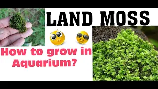 How to grow land Moss in Aquarium? | Collecing Land Moss | #collectinglandmoss