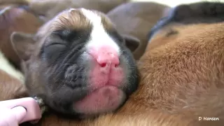 Boxer's Two-Day-Old Puppies (in HD)