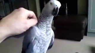 Прикол попугай исполняет / The parrot performs