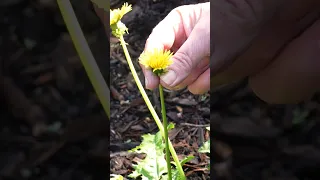 How to identify Dandelion