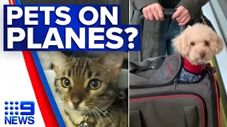 Pets allowed on Australian planes under new aviation laws | 9 News Australia