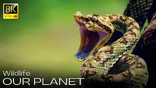 Our Planet 3 in 8K Ultra HD / Wildlife • Animals & Birds | 8K Video (60FPS)