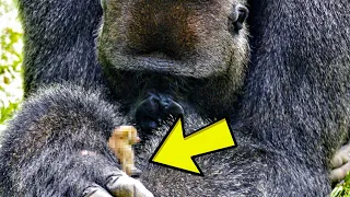Gorilla Refuses To Let Others Near, Then Staff Looked At His Hands
