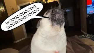 Early morning Pug Howling