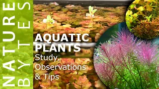 A Study on Aquatic Plants for Nature Aquariums| Aquatic plants Study, Observation and Usage Tips