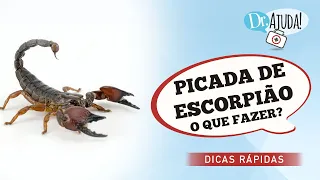 PICADA DE ESCORPIÃO – O QUE FAZER?