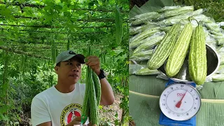 Malaki ang Kita sa Ampalaya Farming #masustansya, masarap at maraming medicinal value sa katawan