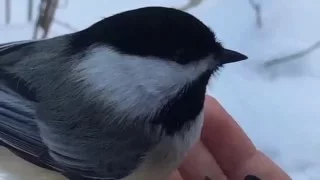 Feeding Chickadees by Hand